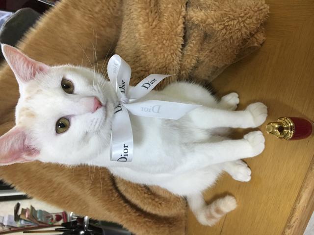 シロ