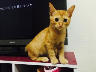 レオ
