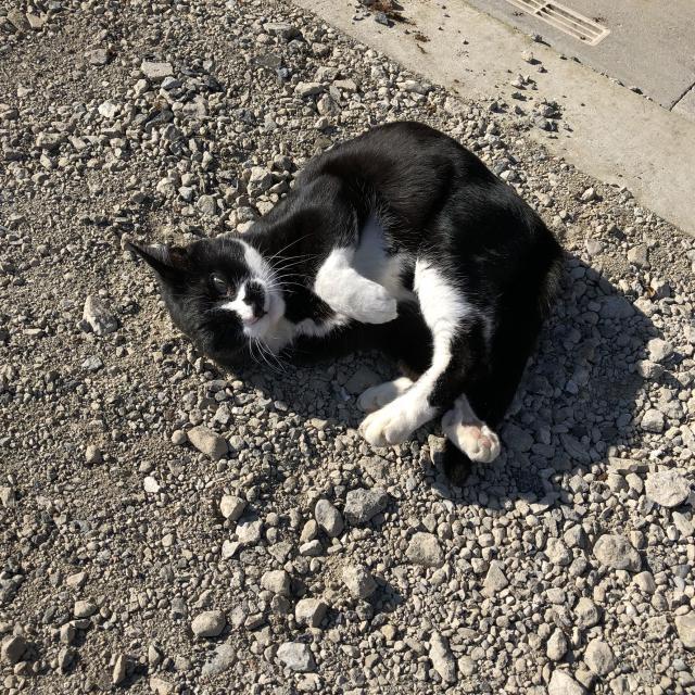 コタロー