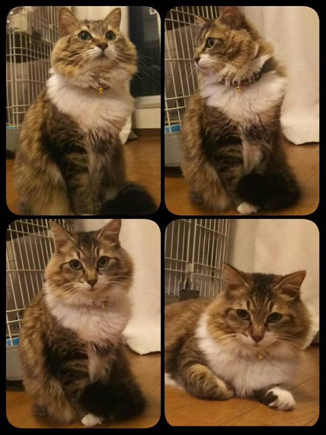 シナモン