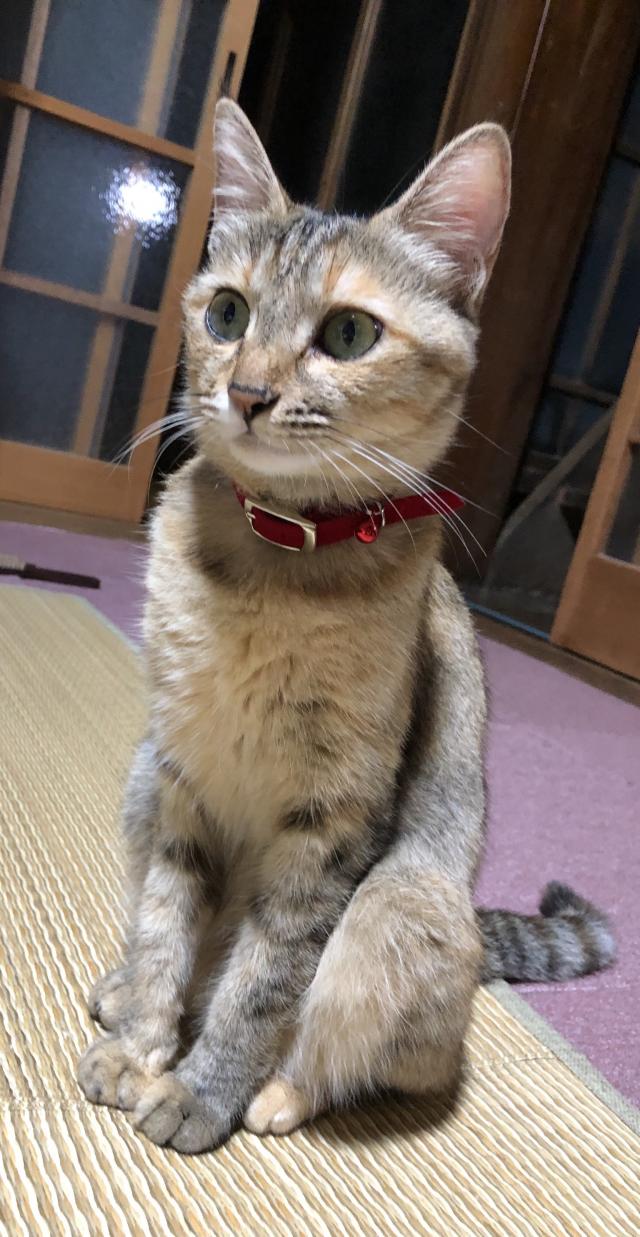 こむぎ