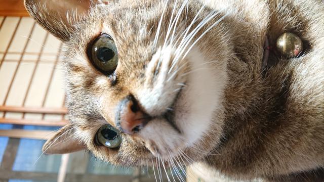 タマ