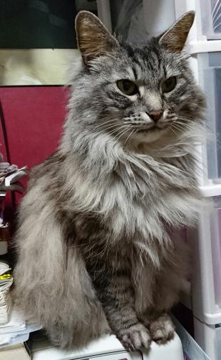 バナナ