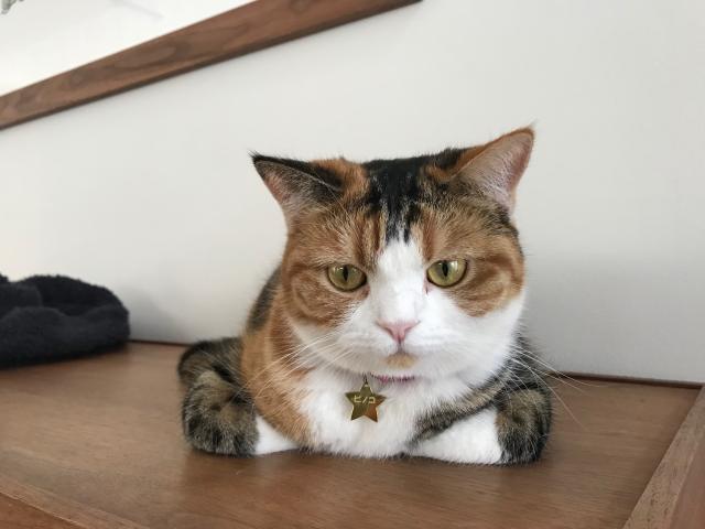 ピノコ