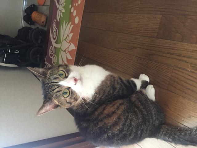 ミュウ
