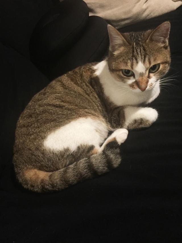 チビ