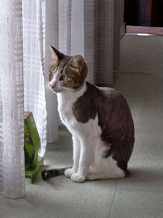 ジュベ