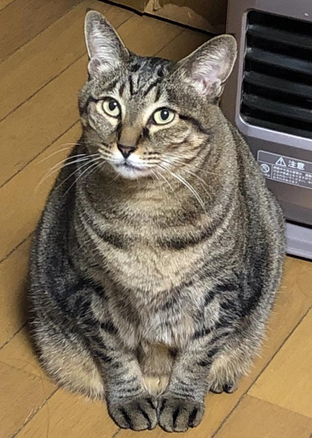 しまこ