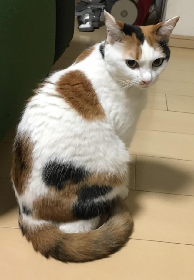 みど