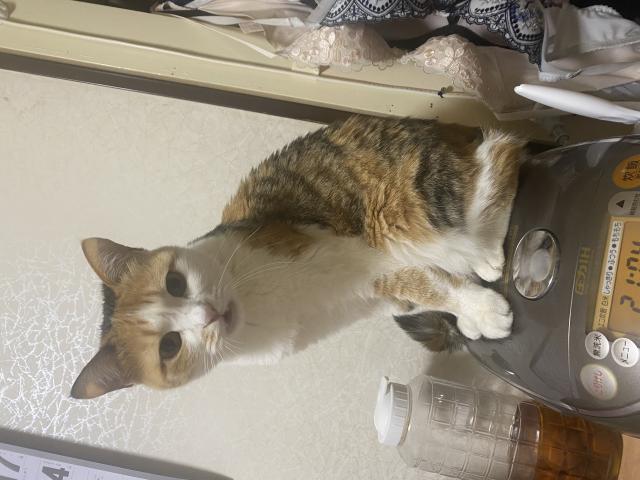 はな