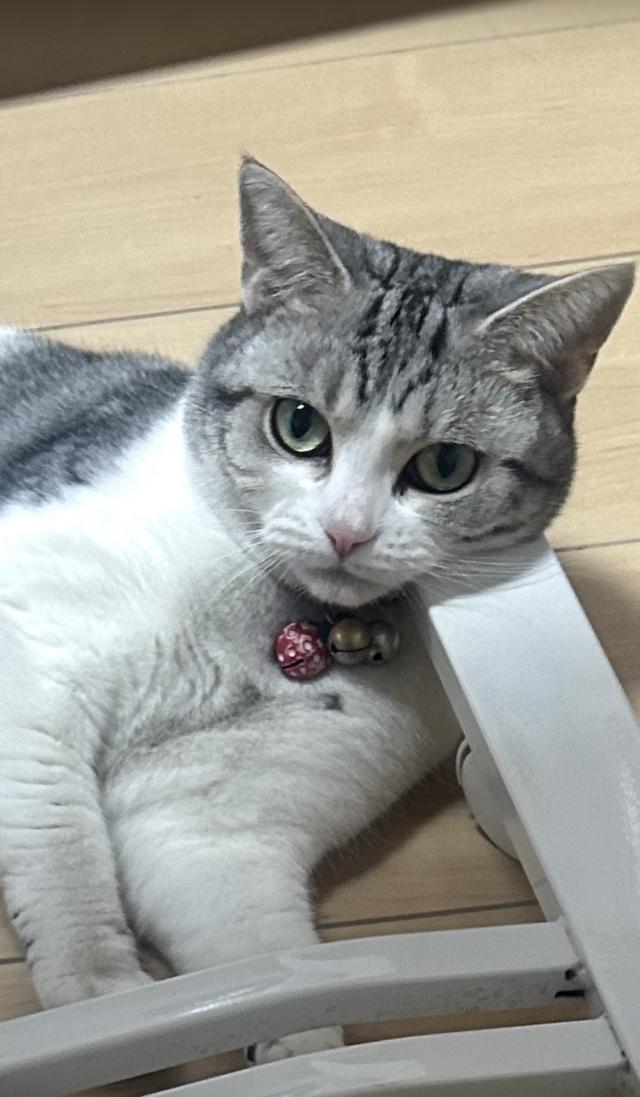 チコ