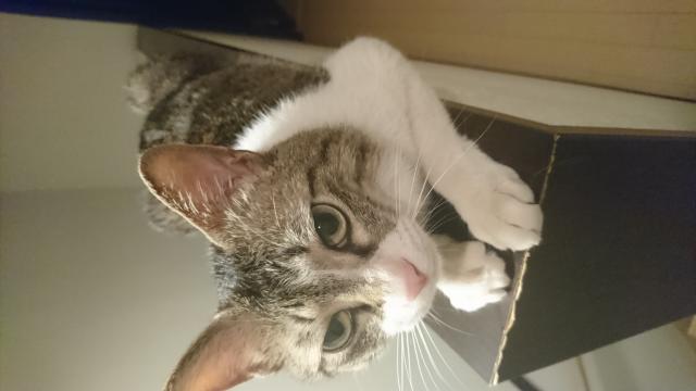 テン