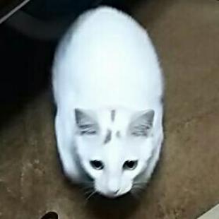 りゅうき