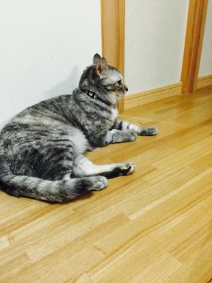 しーたん