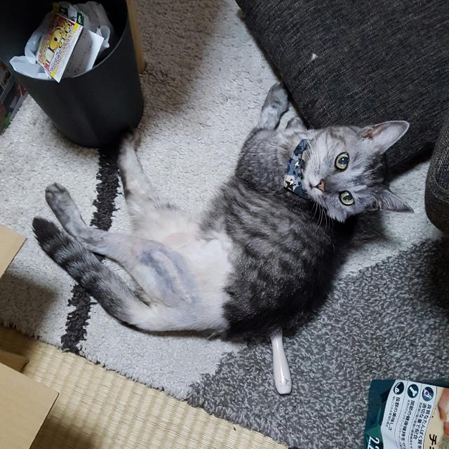 りん