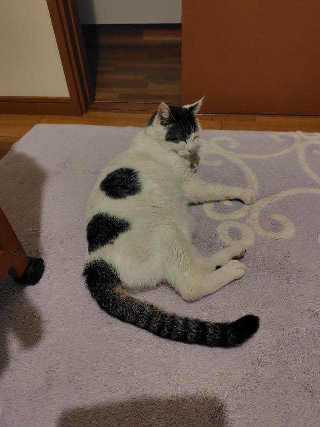 シロ