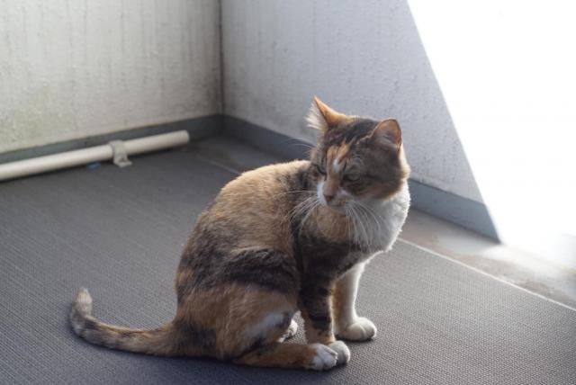 ジュノ