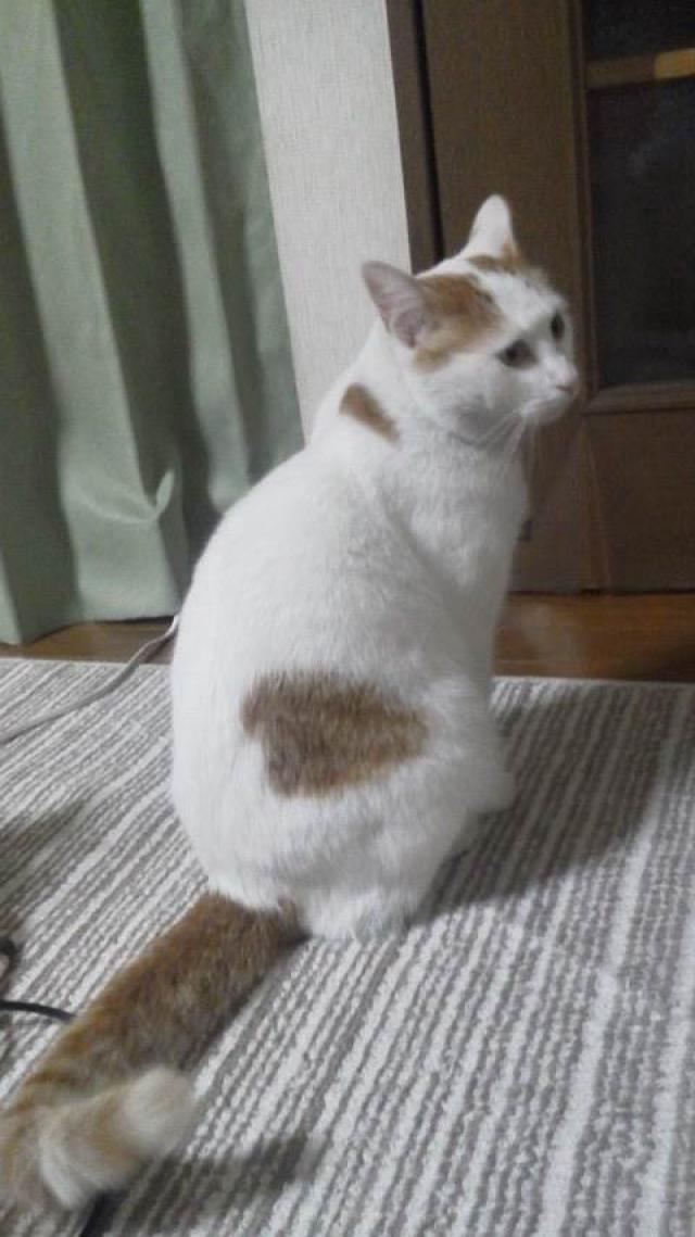 マロン