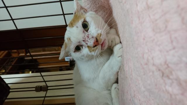 はな