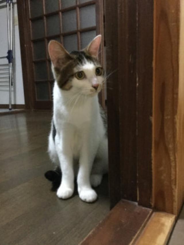 不明