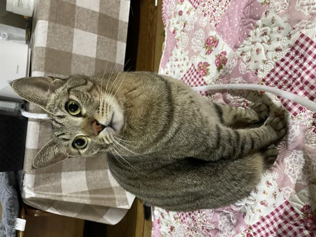 ララ