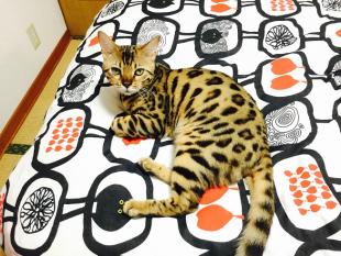 レオナルド