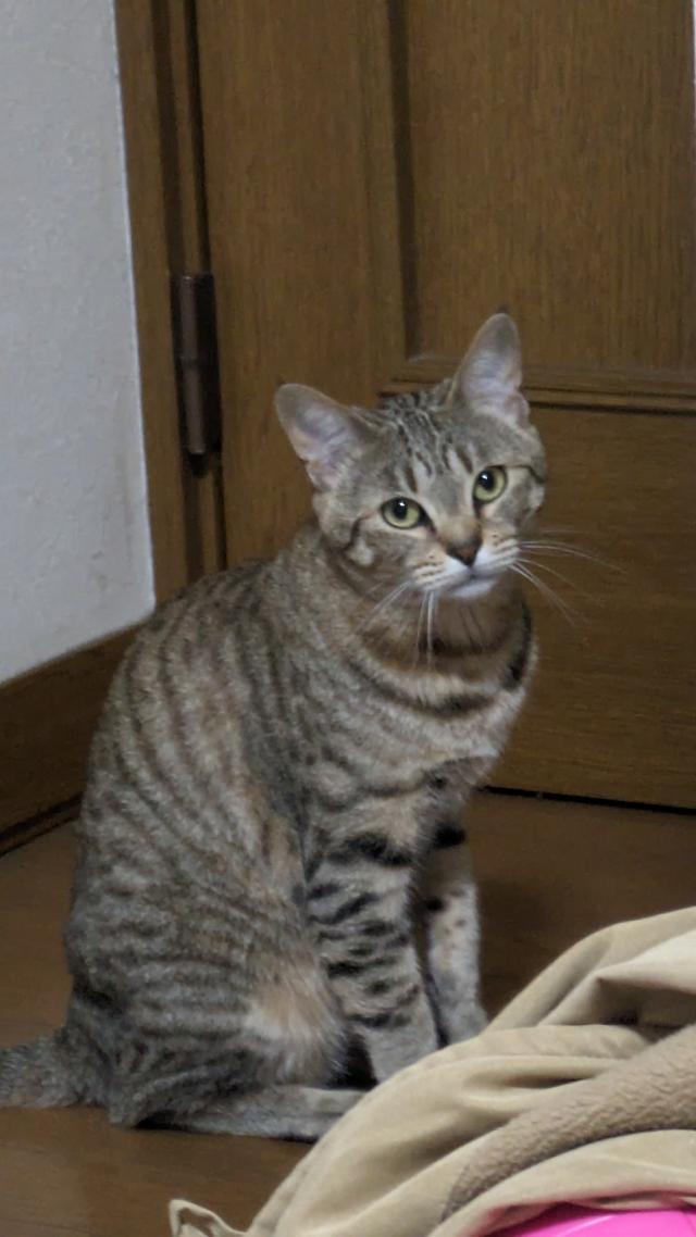 きなこ