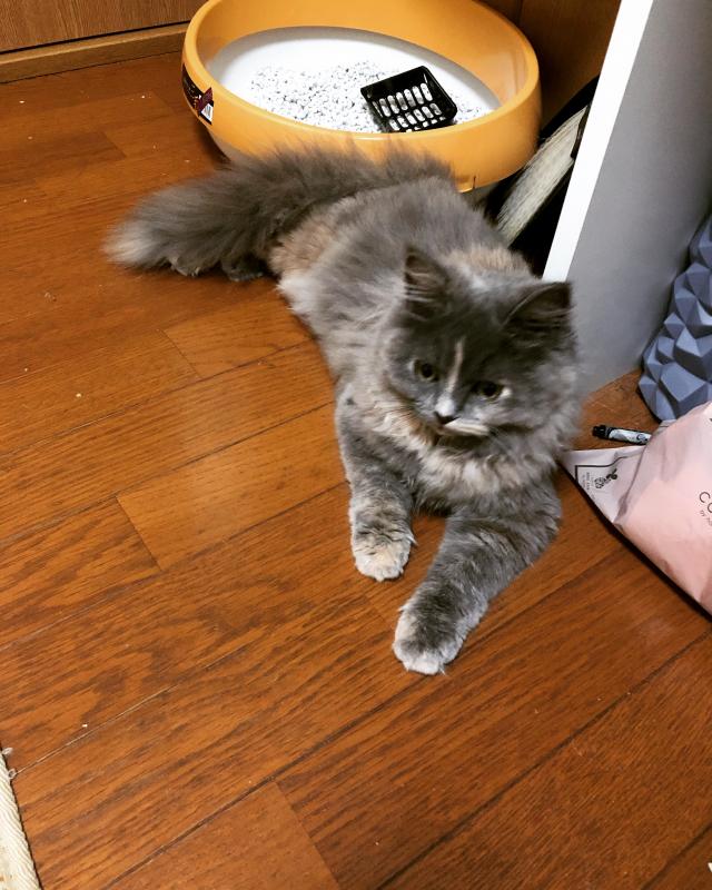 サクラ