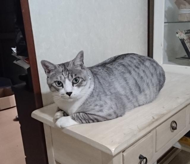 しまじろう