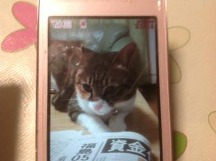 ミーちゃん