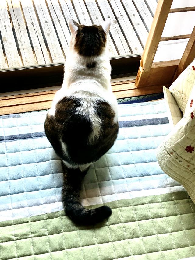 ポコニャン