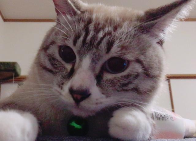きなこ