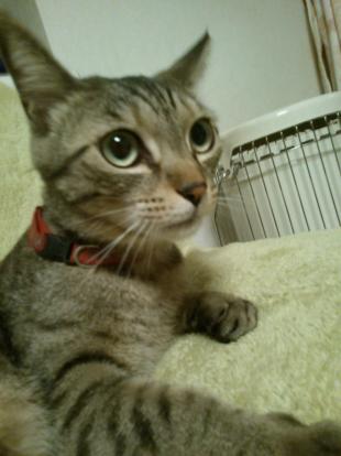 ラン