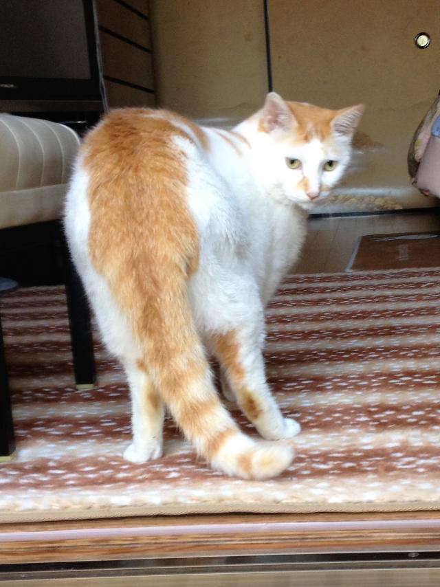 トロ