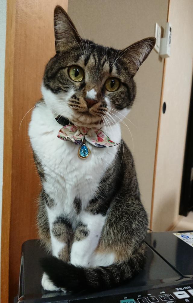 ナッツ