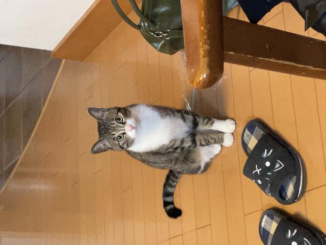 さば