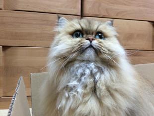 ひな