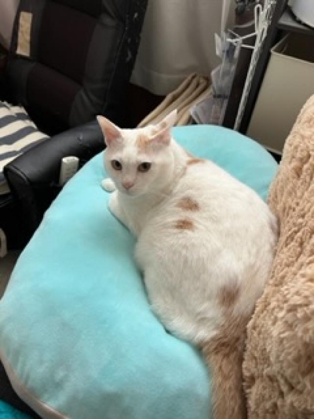 ルー