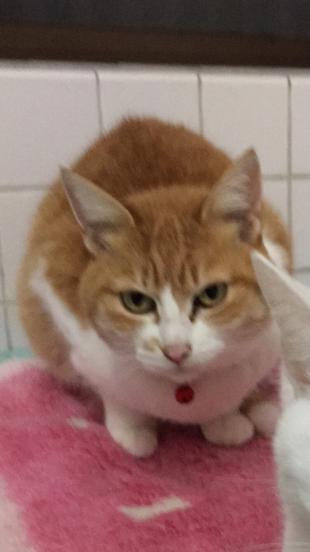 みる
