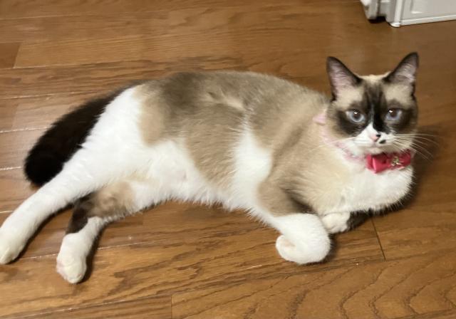 ぽん