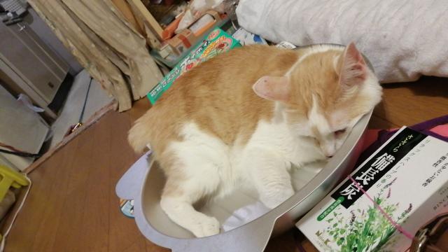 モカ
