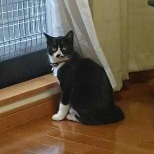 ちょび