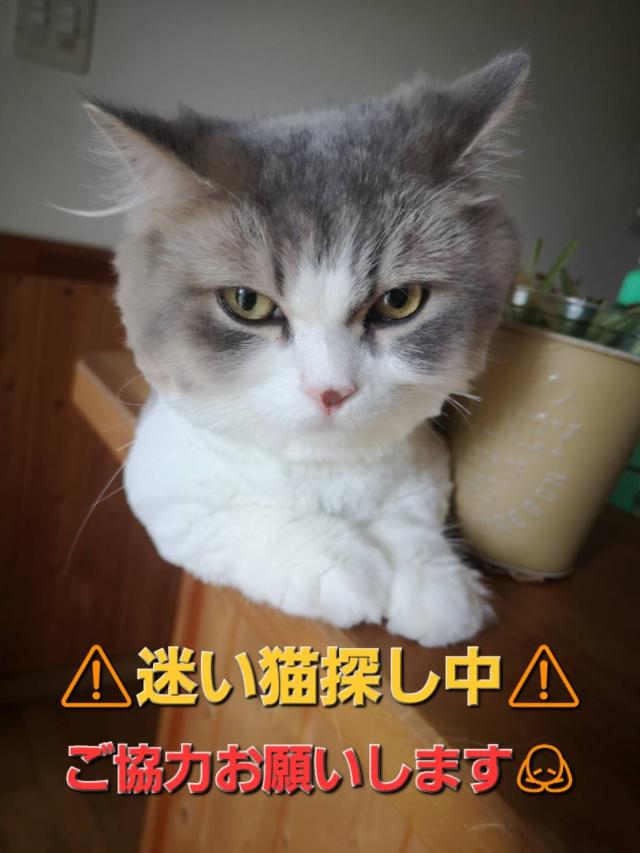モカ