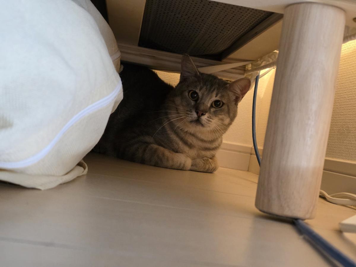 サバオ