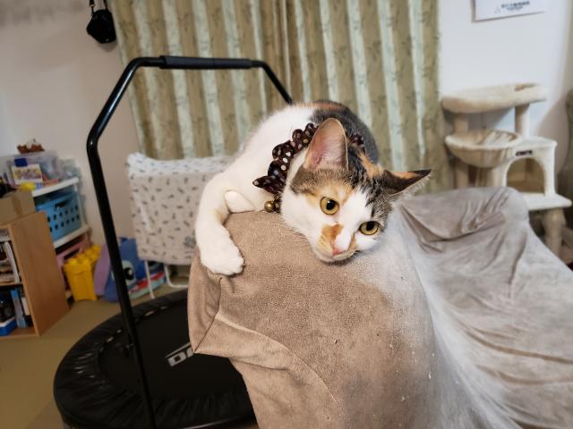 さくら