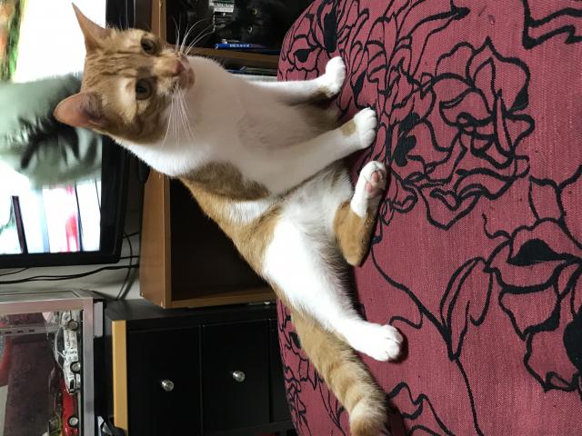 ハラミ