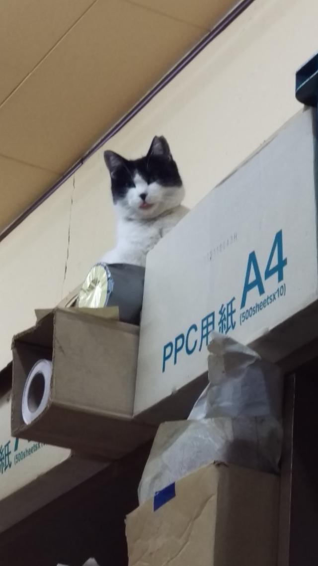 ちび