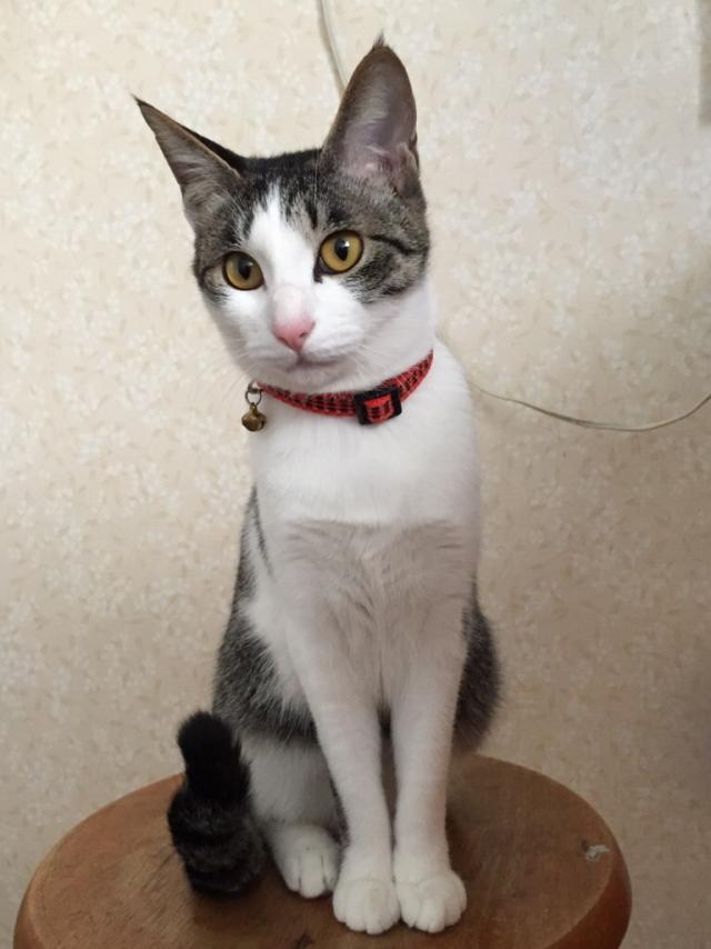 ウメ