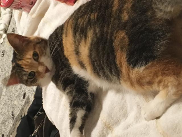 ミック