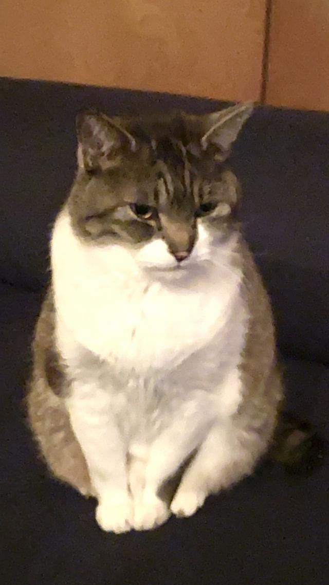 もいる